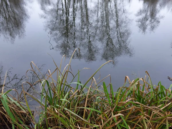 池の岸は冷たい水の中の木を反映して秋には — ストック写真