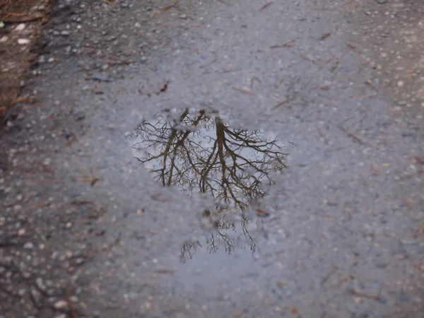 在沥青路面上的水坑里倒映着树木 — 图库照片