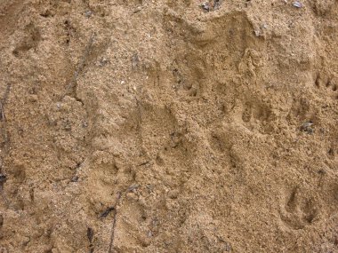 Kahverengi-kırmızı nehir kumu sonbaharda kapanıyor