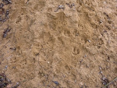 Kahverengi-kırmızı nehir kumu sonbaharda kapanıyor