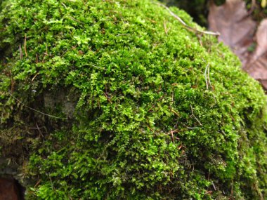 Sonbaharda yeşil yosun kaplı taşlar.