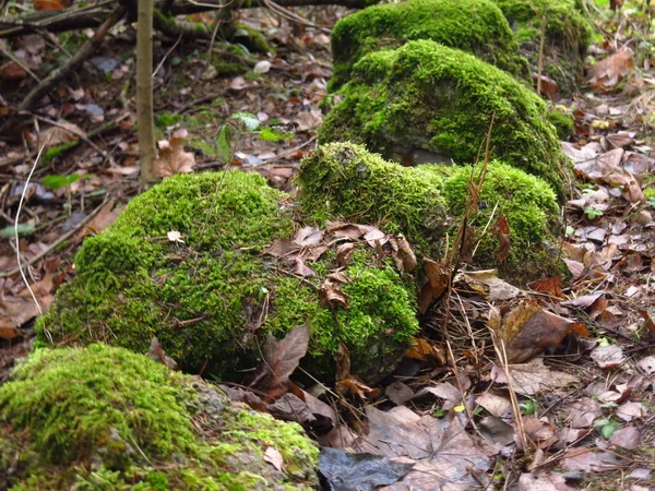 Piedras Cubiertas Musgo Verde Otoño — Foto de Stock