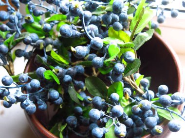 Tahta bir kasede suni yaban mersininin dalları ve meyveleri