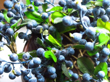 Tahta bir kasede suni yaban mersininin dalları ve meyveleri