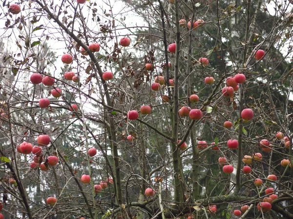 Czerwone Jabłka Wiszą Gałęziach Jabłoni Jesiennym Ogrodzie — Zdjęcie stockowe