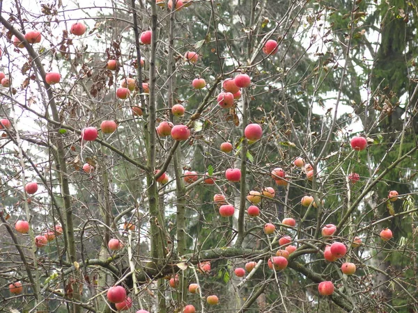 Rote Äpfel Hängen Den Ästen Von Apfelbäumen Herbstlichen Garten — Stockfoto