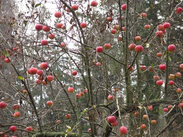 Κόκκινα Μήλα Κρέμονται Στα Κλαδιά Της Μηλιάς Στον Κήπο Του — Φωτογραφία Αρχείου