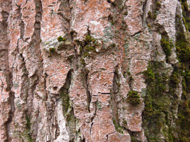 Kavak ağacının gövdesi. Kahverengi ve kırmızı kabuklu.