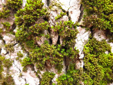 Bir Cottonwood ağacının gövdesi yeşil tüylü yosunlarla kaplıydı.