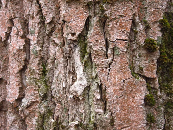 Kavak Ağacının Gövdesi Kahverengi Kırmızı Kabuklu — Stok fotoğraf