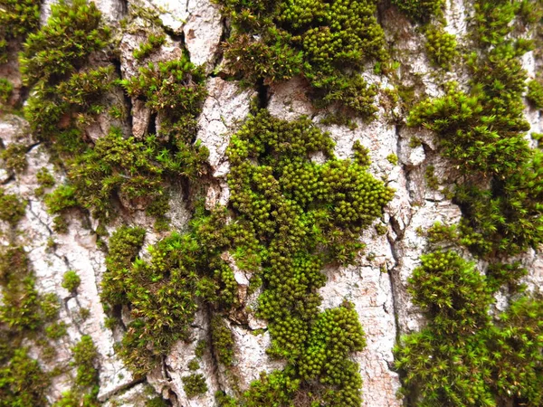 Tronco Árbol Cottonwood Cubierto Musgo Esponjoso Verde — Foto de Stock