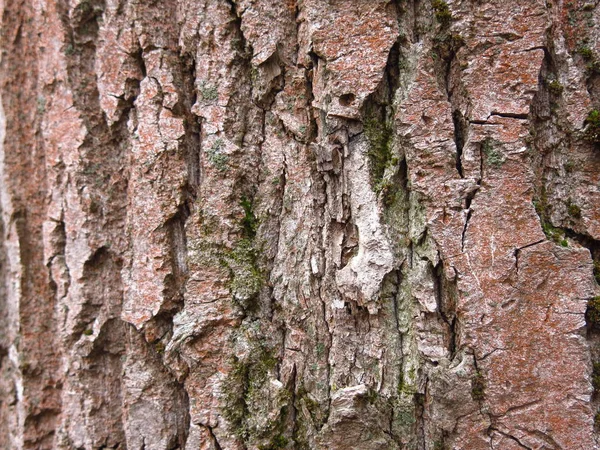 Stammen Poppel Med Brun Med Röd Blommande Bark — Stockfoto