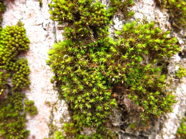 緑のふわふわの苔で覆われたコットンウッドの木の幹 — ストック写真