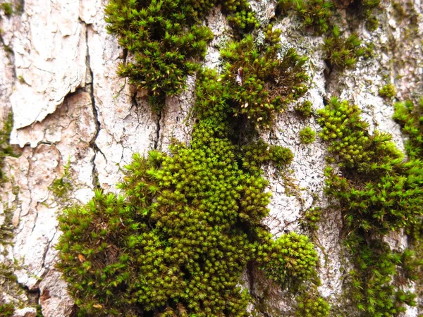 緑のふわふわの苔で覆われたコットンウッドの木の幹 — ストック写真