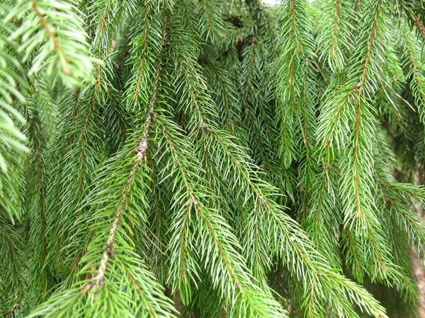 用蓬松的绿色天然针叶挂着的云杉枝条 — 图库照片