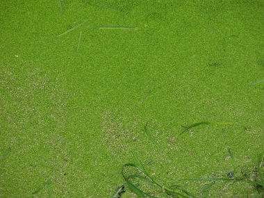 yeşil ördek otu ve otla kaplı gölet