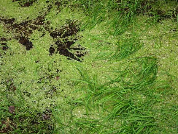 池塘上覆盖着绿草和青草 — 图库照片