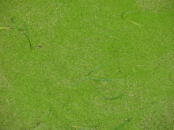 Jezírko Pokryté Zeleným Duckweedem Trávou — Stock fotografie