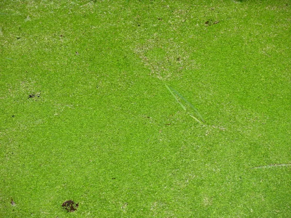 Kolam Ditutupi Dengan Rumput Hijau Dan Rumput — Stok Foto