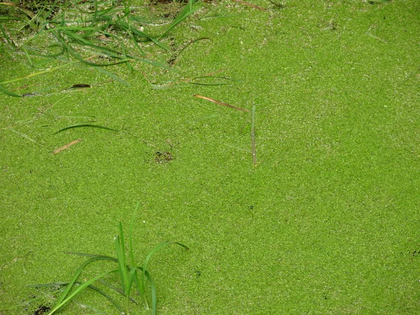 緑のダックウィードと草で覆われた池 — ストック写真