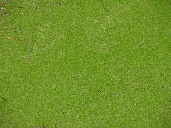 Jezírko Pokryté Zeleným Duckweedem Trávou — Stock fotografie