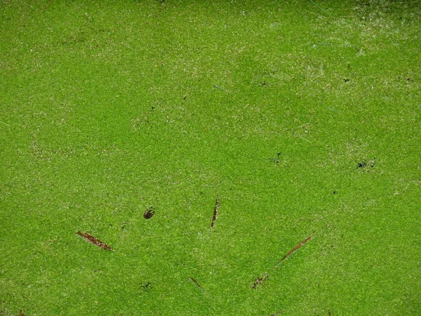 Estanque Cubierto Algas Verdes Hierba —  Fotos de Stock