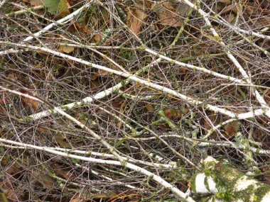 Sonbaharda huş ağacının dallarına atıldı.