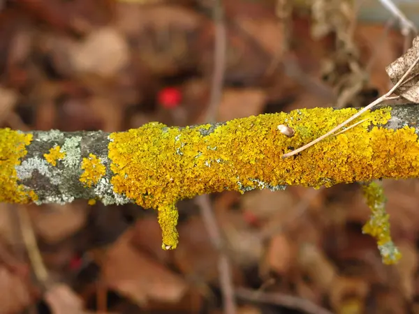 干杨树枝条 生锈的苔藓黄色 — 图库照片