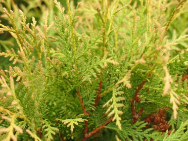 Parlak yeşil ardıç yaprakları sonbaharda ayrılıyor