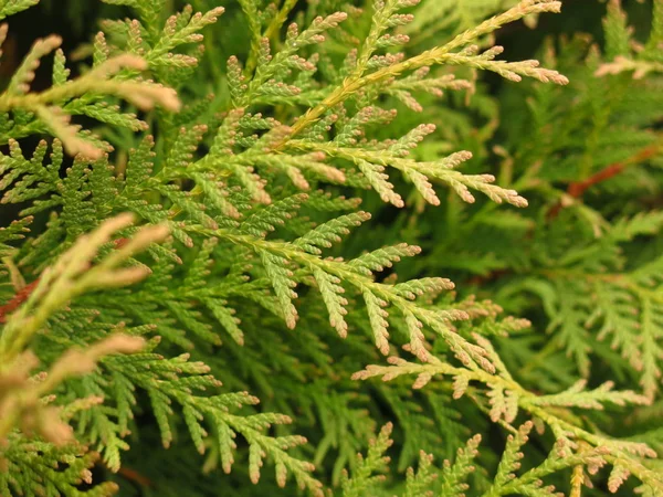 Leuchtend Grüne Wacholderblätter Herbst — Stockfoto