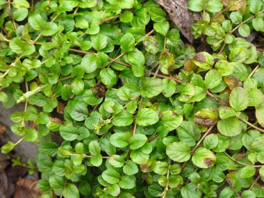 Yuvarlak yapraklarla sürünen bataklık çimenleri