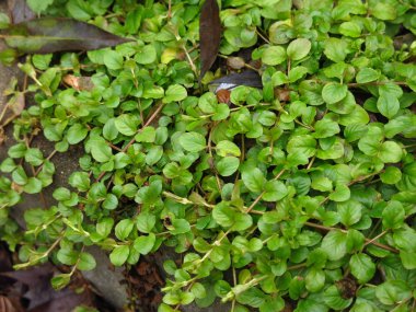 Yuvarlak yapraklarla sürünen bataklık çimenleri