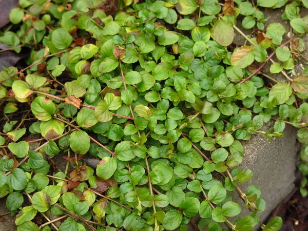 Krypande Kärr Gräs Med Runda Blad — Stockfoto