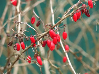 Sonbaharda çalıların çıplak dallarında kızıl dikenli meyveler.