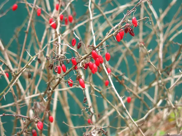 Sonbaharda Çalıların Çıplak Dallarında Kızıl Dikenli Meyveler — Stok fotoğraf