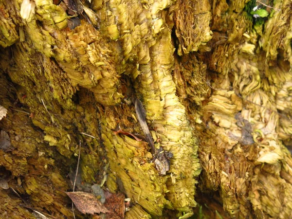 Rotten Wood Texture Autumn — Stock Photo, Image