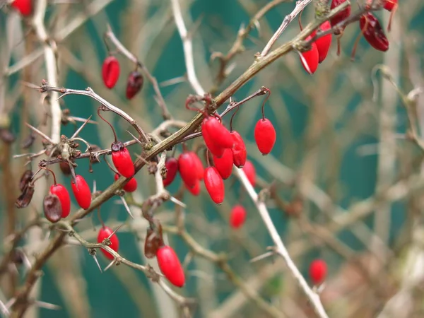 Baies Aubépine Rouge Sur Les Branches Nues Arbuste Automne — Photo