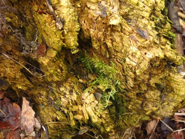 Shnilé Dřevo Textury Podzim — Stock fotografie