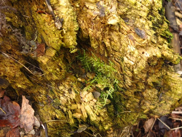 Textura Madera Podrida Otoño — Foto de Stock