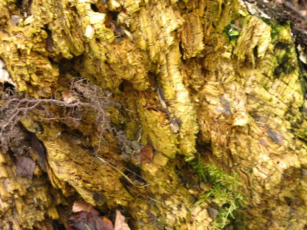 秋天腐烂的木质部 — 图库照片