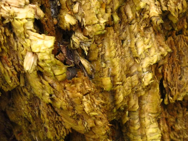 Tekstura Zgniłego Drewna Jesienią — Zdjęcie stockowe