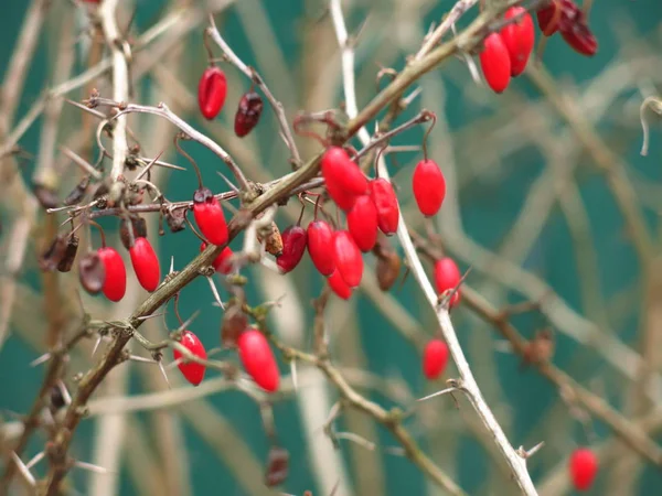 Красные Ягоды Боярышника Голых Ветвях Кустарника Осенью — стоковое фото