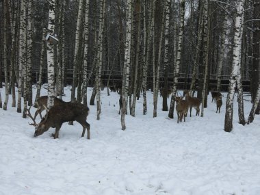 Geyik ve yumurta ağaçların arasında kışın birlikte yürürler.