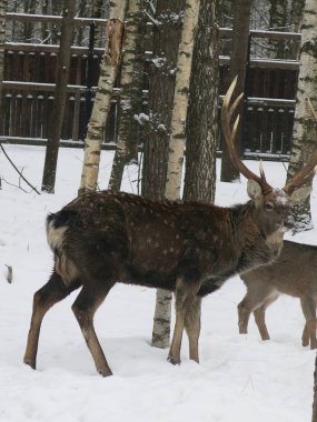 Geyik ve yumurta ağaçların arasında kışın birlikte yürürler.