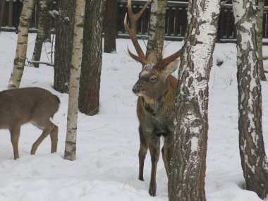 Geyik ve yumurta ağaçların arasında kışın birlikte yürürler.