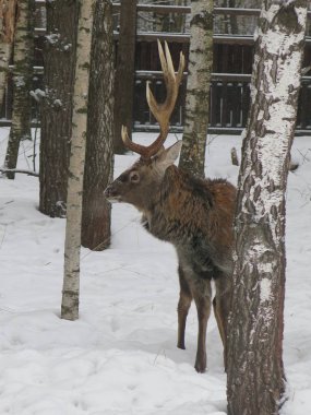 Geyik ve yumurta ağaçların arasında kışın birlikte yürürler.
