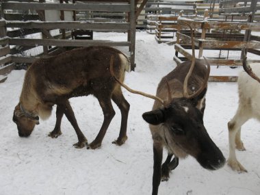 Kızak geyiği kışın otlakta yürür.