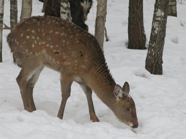 Benekli geyik kışın