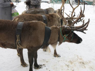 Kahverengi geyikler bir arabaya bağlanır ve kışın ayakta dururlar.