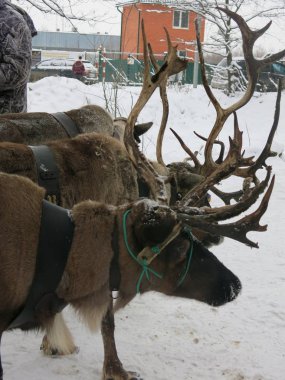 Kahverengi geyikler bir arabaya bağlanır ve kışın ayakta dururlar.